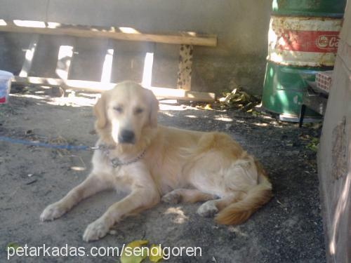 Şanslı Dişi Golden Retriever