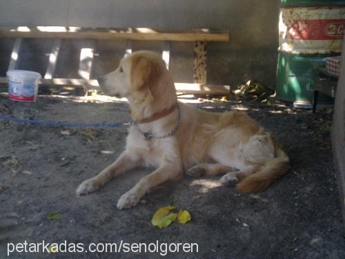 Şanslı Dişi Golden Retriever