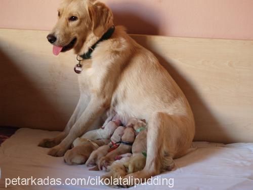 İsihia Dişi Golden Retriever