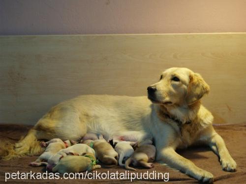 İsihia Dişi Golden Retriever