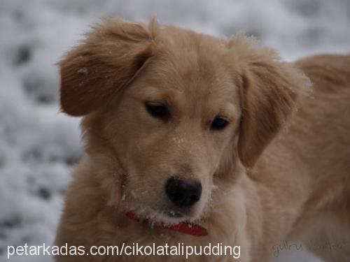 İsihia Dişi Golden Retriever