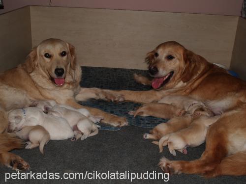 İsihia Dişi Golden Retriever