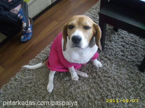 leman Dişi Beagle