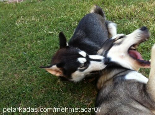 efe Erkek Alaskan Malamute