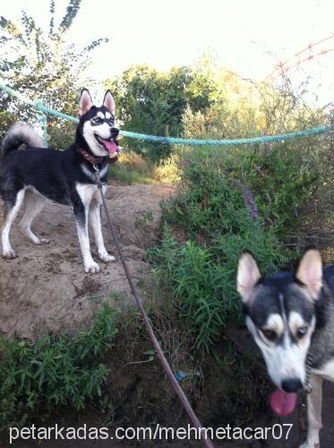 efe Erkek Alaskan Malamute