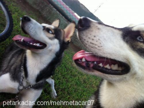 efe Erkek Alaskan Malamute