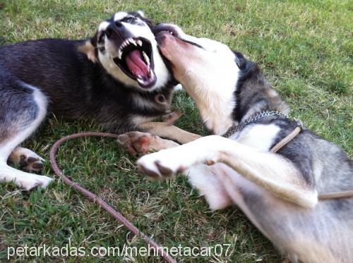 efe Erkek Alaskan Malamute