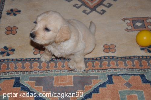 whiskey Erkek Golden Retriever