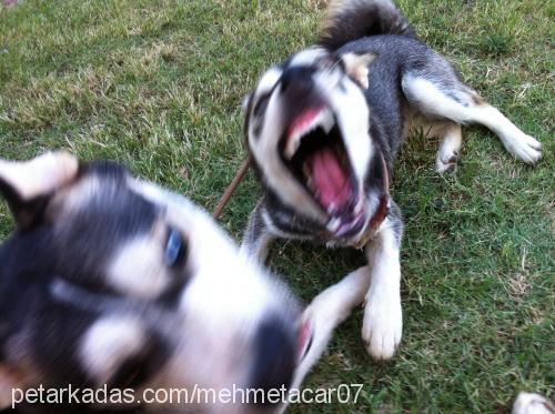 efe Erkek Alaskan Malamute