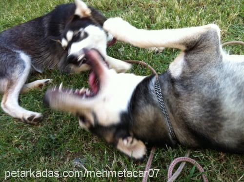 efe Erkek Alaskan Malamute