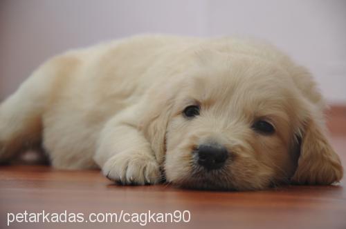 whiskey Erkek Golden Retriever