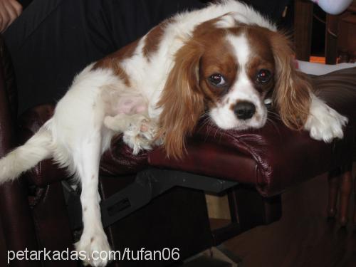 tarçın Dişi King Charles Spaniel