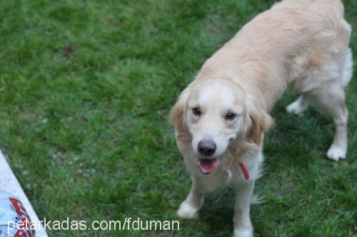 duman Erkek Golden Retriever