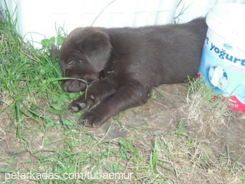 rüzgar Erkek Labrador Retriever