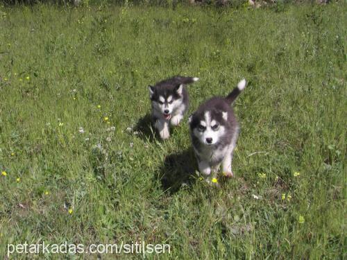 maya Dişi Sibirya Kurdu (Husky)