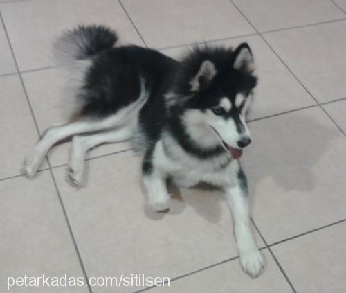 maya Dişi Sibirya Kurdu (Husky)