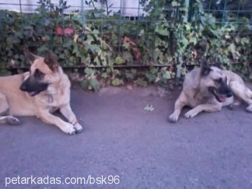 pamuk Dişi Alman Çoban Köpeği