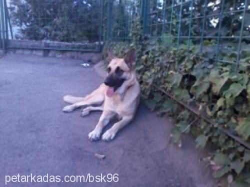 pamuk Dişi Alman Çoban Köpeği