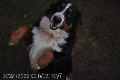 barney Erkek Bernese Dağ Köpeği