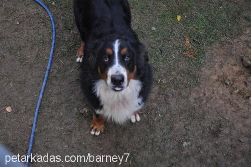 barney Erkek Bernese Dağ Köpeği