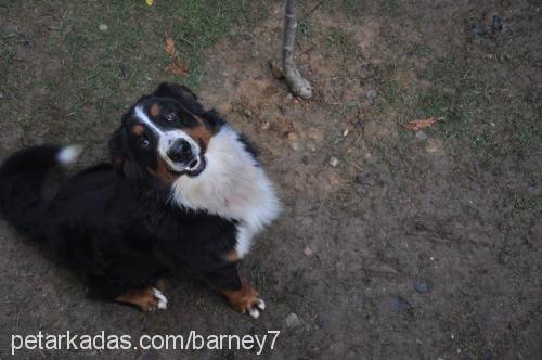 barney Erkek Bernese Dağ Köpeği