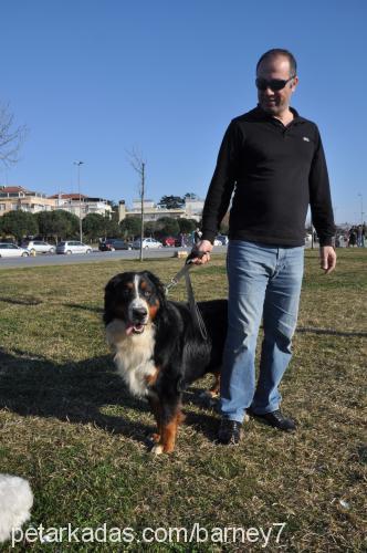 barney Erkek Bernese Dağ Köpeği