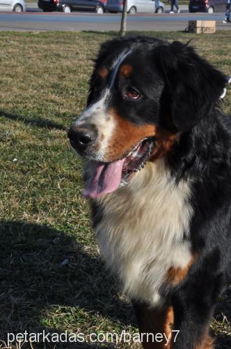 barney Erkek Bernese Dağ Köpeği