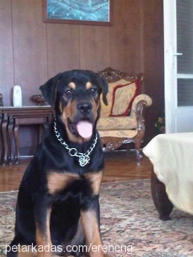 tyson Erkek Rottweiler