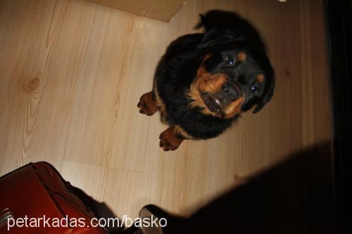 roxy Dişi Rottweiler