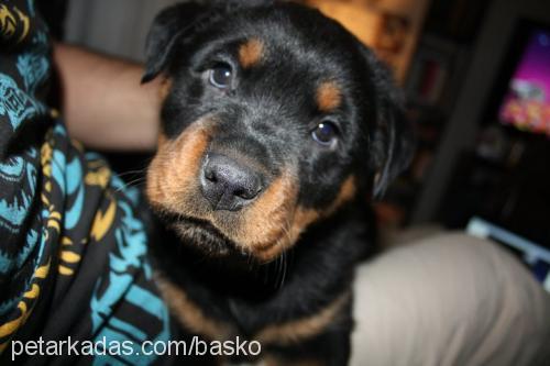 roxy Dişi Rottweiler