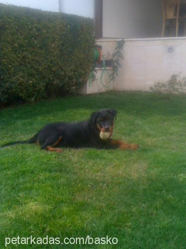 roxy Dişi Rottweiler