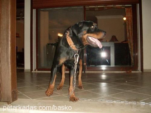 roxy Dişi Rottweiler