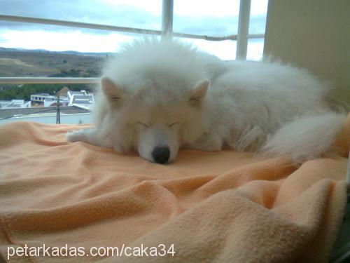 caka Erkek Samoyed