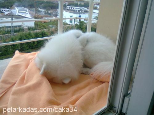 caka Erkek Samoyed