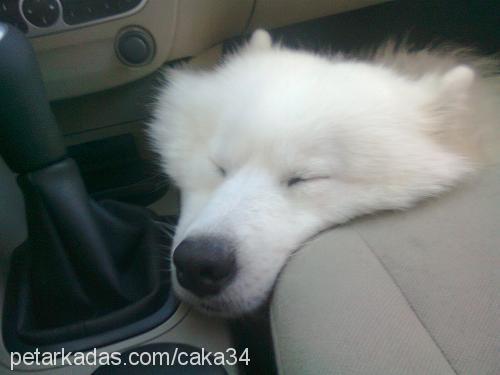 caka Erkek Samoyed