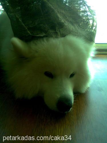 caka Erkek Samoyed