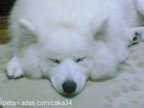 caka Erkek Samoyed