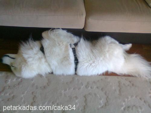 caka Erkek Samoyed