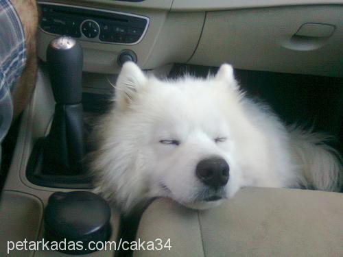 caka Erkek Samoyed