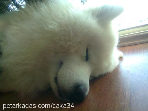 caka Erkek Samoyed