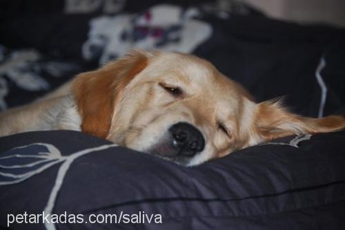 tarçın Dişi Golden Retriever