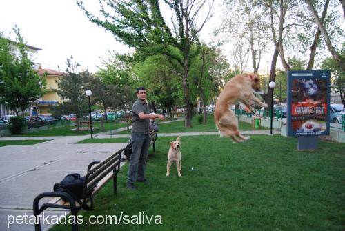 tarçın Dişi Golden Retriever