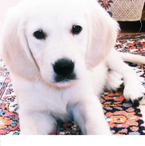 lolita Dişi Golden Retriever