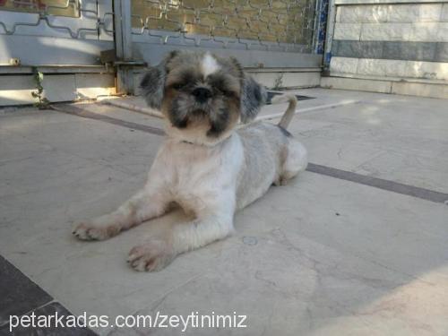 zeytin Erkek Shih-Tzu