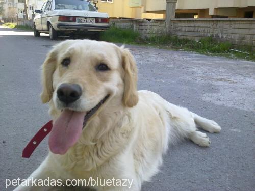 lucy Dişi Golden Retriever