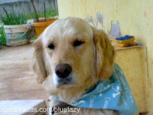 lucy Dişi Golden Retriever