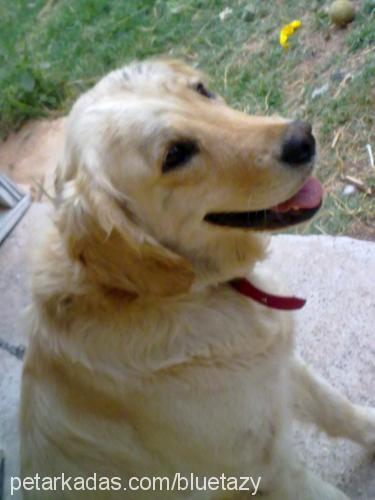 lucy Dişi Golden Retriever