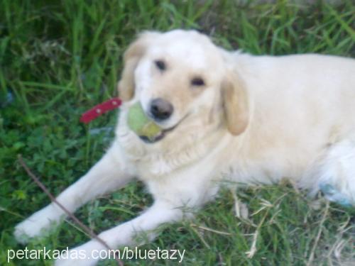 lucy Dişi Golden Retriever