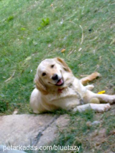 lucy Dişi Golden Retriever