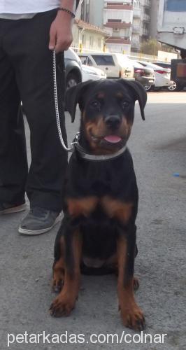 negro Dişi Rottweiler